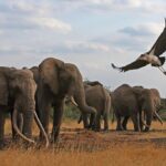 Best Tourist Attractions In South Sudan